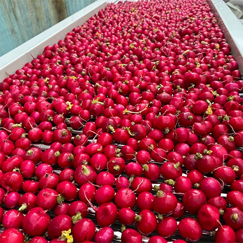 High Efficiency Small Cherry Radish Grading Machine manufacturers